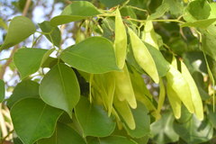 Dalbergia sissoo